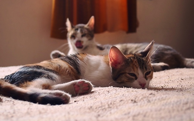 포토 JPG 해외이미지 동물 2 회사 휴식 건강 피곤 사람없음 반려동물 고양이 모피 몸단장 거짓말 소셜 해외포토 컨셉 비즈니스 포유류 파일형식 이미지허브