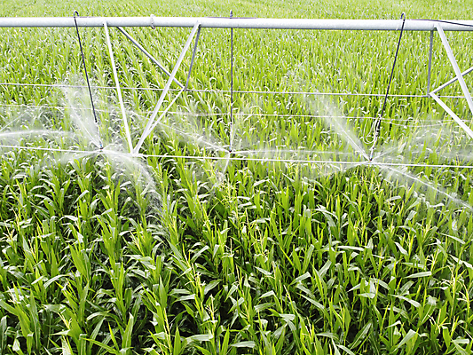포토 JPG 해외이미지 식물 산업 음식 밭 농업 하늘 옥수수 사람없음 야외 초록색 물 여름 파란색 농작물 농장 농경지 기계 흙 봄 장비 수확 성장 시골 액체 떨어짐 땅 물주기 유기농 분무기 시스템 내추럴 경영 돌봄 밭일 스프링쿨러 쟁기 세련 해외포토 자연요소 웰빙 계절 컬러 컨셉 비즈니스 모션 곡류 파일형식 이미지허브