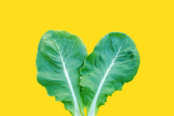 포토 JPG 해외이미지 백그라운드 사람없음 신선 상추 유기농 노란배경 해외포토 웰빙 채소 노란색 파일형식 이미지허브