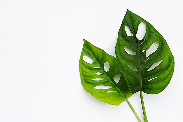 포토 JPG 해외이미지 실내 사람없음 두개 흰배경 몬스테라 열대잎 해외포토 식물 백그라운드 잎 2 내부 흰색 파일형식 이미지허브