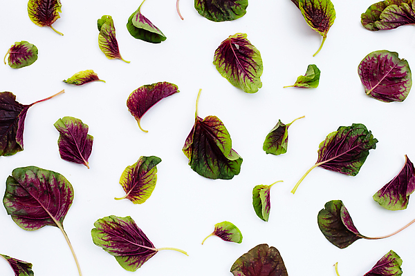 포토 JPG 해외이미지 사람없음 신선 흰배경 유기농 시금치 해외포토 웰빙 백그라운드 채소 흰색 파일형식 이미지허브