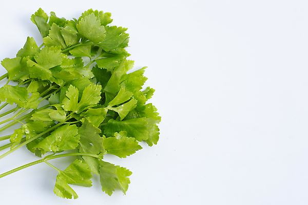 포토 JPG 해외이미지 백그라운드 잎 사람없음 신선 흰배경 유기농 샐러리 해외포토 식물 웰빙 채소 흰색 파일형식 이미지허브