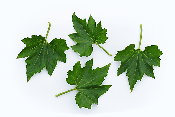 포토 JPG 해외이미지 백그라운드 잎 사람없음 신선 멜론 오브젝트 유기농 해외포토 식물 웰빙 과일 파일형식 이미지허브