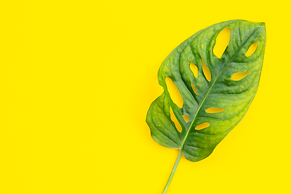 포토 JPG 해외이미지 실내 사람없음 한개 노란배경 몬스테라 열대잎 카피스페이스 해외포토 식물 1 백그라운드 잎 내부 노란색 공백 파일형식 이미지허브