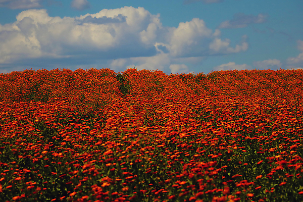 포토 JPG 해외이미지 식물 계절 꽃잎 꽃 백그라운드 잎 꽃무늬 밭 오렌지 자연 건강 사람없음 치료 초록색 컬러풀 뷰티 약 노란색 머리 정원 봄 벚꽃 신선 개화 닫기 약초 허브 원예 내추럴 금잔화 강렬 해외포토 컬러 무늬 농업 과일 의학 모션 취미 신체부위 풀_식물 생태계 파일형식 이미지허브
