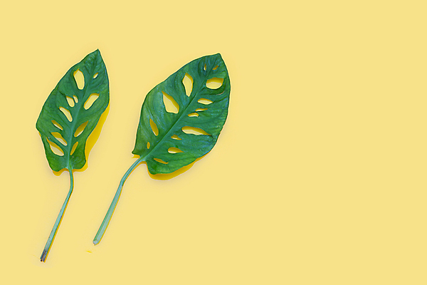 포토 JPG 해외이미지 실내 사람없음 노란배경 몬스테라 열대잎 해외포토 식물 백그라운드 잎 내부 노란색 파일형식 이미지허브