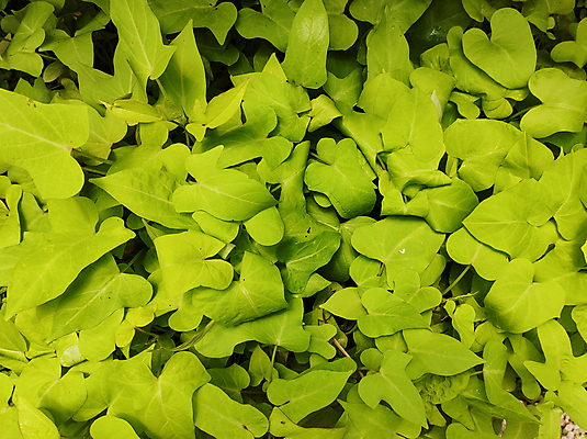 포토 JPG 해외이미지 식물 백그라운드 잎 자연 사람없음 초록색 정원 성장 신선 보따리 원예 내추럴 해외포토 컬러 취미 생태계 파일형식 이미지허브