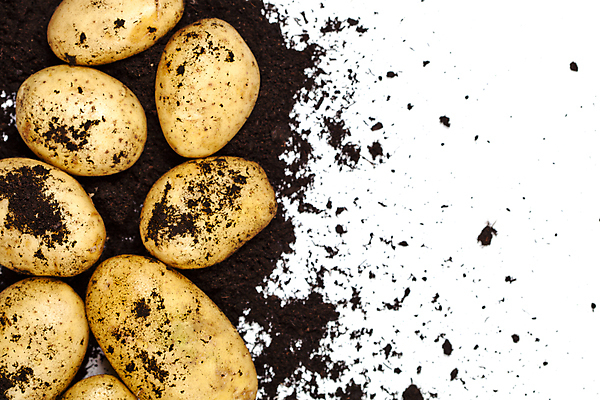 포토 JPG 해외이미지 감자 실내 사람없음 흙 흰배경 해외포토 백그라운드 채소 내부 흰색 파일형식 이미지허브