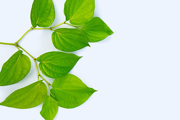 포토 JPG 해외이미지 줄기 잎 담배 사람없음 흰배경 담뱃잎 카피스페이스 해외포토 식물 백그라운드 공백 흰색 파일형식 이미지허브