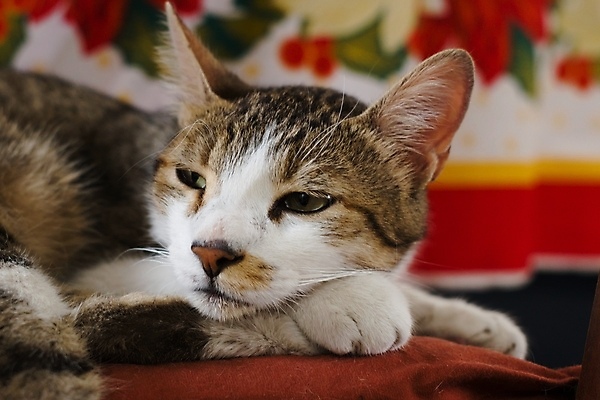 포토 JPG 해외이미지 동물 응시 얼굴 크리스마스 휴식 건강 피곤 사람없음 반려동물 고양이 표현 닫기 모피 지루함 얼룩무늬 해외포토 시선 기념일 감정 컨셉 무늬 포유류 모션 신체부위 파일형식 이미지허브