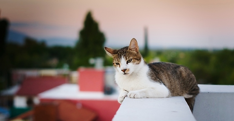 포토 JPG 해외이미지 동물 여유 얼굴 휴식 건강 사람없음 야외 반려동물 고양이 표현 옥상 모피 얼룩무늬 잡종 해외포토 감정 컨셉 무늬 포유류 신체부위 파일형식 이미지허브