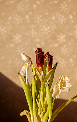 포토 JPG 해외이미지 식물 디자인 꽃 꽃다발 백그라운드 꽃무늬 창문 자연 추상 주택 실내 따뜻함 사랑 사람없음 장식 빨간색 초록색 빛 컬러풀 태양 우주 정원 꽃병 침묵 봄 방 튤립 벚꽃 흰색 인사 커튼 신용카드 발표 편안함 배열 복고 해외포토 자연요소 계절 감정 컬러 무늬 내부 건물 금융 소리 예절 감각 생태계 파일형식 이미지허브