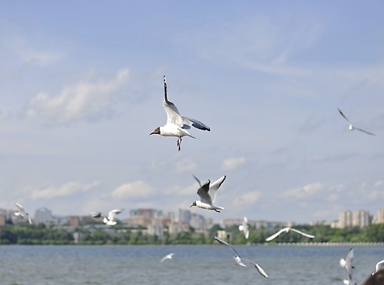 포토 JPG 해외이미지 동물 1 호수 야생동물 바다 백그라운드 자연 갈매기 조류 하늘 사람없음 야외 물 파란색 친구 강 태양 평화 검은색 자유 흰색 비행 깃털 부리 천국 넘어짐 동물상 무료 해외포토 자연요소 컬러 컨셉 관계 모션 조형물 생태계 파일형식 이미지허브