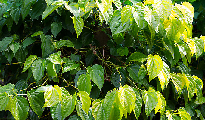 포토 JPG 해외이미지 주간 잎 담배 사람없음 야외 담뱃잎 해외포토 자연요소 식물 파일형식 이미지허브