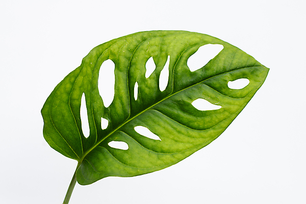 포토 JPG 해외이미지 실내 사람없음 흰배경 몬스테라 열대잎 해외포토 식물 백그라운드 잎 내부 흰색 파일형식 이미지허브