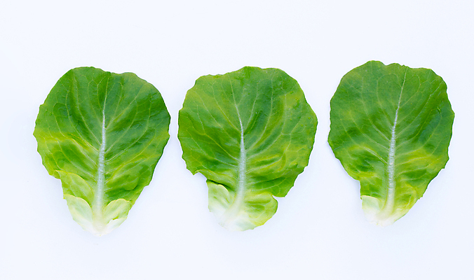 포토 JPG 해외이미지 백그라운드 사람없음 신선 상추 흰배경 유기농 해외포토 웰빙 채소 흰색 파일형식 이미지허브