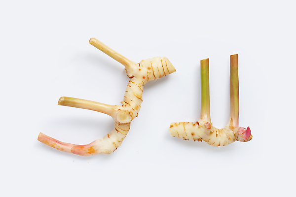 포토 JPG 해외이미지 줄기 실내 사람없음 두개 흰배경 생강 해외포토 식물 백그라운드 2 채소 내부 흰색 파일형식 이미지허브