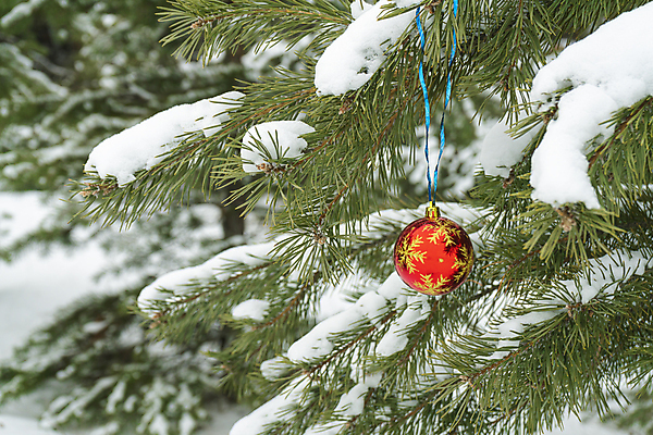 포토 JPG 해외이미지 나무 계절 별 리본 백그라운드 크리스마스장식 크리스마스 겨울 공 자연 휴가 전등 새로움 새해 기념 선물 사람없음 장식 빨간색 초록색 장난감 크리스마스트리 축제 장식볼 흰색 나뭇가지 축하 소나무 신용카드 눈송이 숲 12월 연도 활 서리 부드러움 솜털 전나무 짐싸기 내추럴 가문비나무 해외포토 자연요소 식물 기념일 컬러 컨셉 조명 눈_날씨 금융 감각 날짜 생태계 파일형식 이미지허브