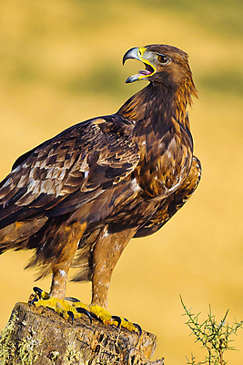 포토 JPG 해외이미지 동물 유럽 야생동물 날개 자연 조류 사람없음 뷰티 환경 다양 스페인 보호 숲 깃털 환경보전 생태계 생물학 부리 독수리 육식동물 사냥꾼 서식지 동물상 생태학 해외포토 직업 교육 나라 다수 컨셉 조형물 사회이슈 파일형식 이미지허브