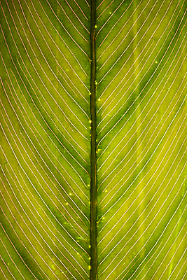 포토 JPG 해외이미지 식물 잎 패턴 자연 표면 추상 사람없음 초록색 환경 묘사 유기농 질감 생물학 정맥 내추럴 생태학 해외포토 웰빙 교육 컬러 무늬 생태계 혈관 파일형식 이미지허브