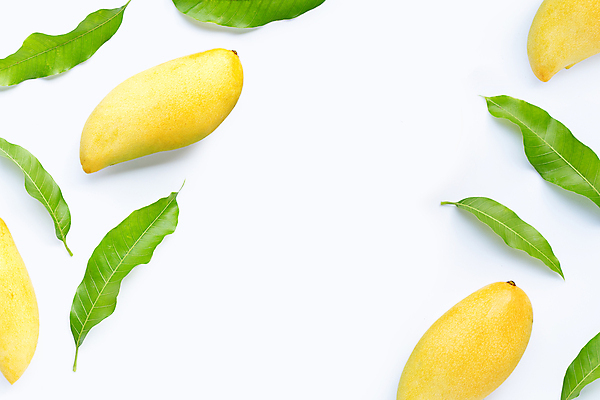 포토 JPG 해외이미지 잎 실내 사람없음 열대과일 흰배경 망고 카피스페이스 해외포토 식물 백그라운드 과일 내부 공백 흰색 파일형식 이미지허브