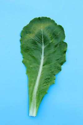 포토 JPG 해외이미지 백그라운드 사람없음 신선 상추 유기농 파란배경 해외포토 웰빙 채소 파란색 파일형식 이미지허브