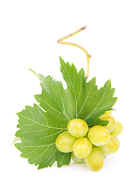 포토 JPG 해외이미지 클리핑패스 잎 사람없음 청포도 포도잎 포도줄기 해외포토 식물 줄기 포도 파일형식 이미지허브