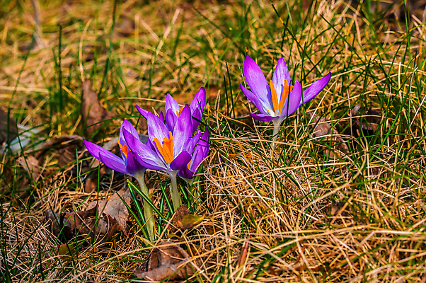 포토 JPG 해외이미지 식물 계절 공원 꽃잎 꽃 줄기 백그라운드 잎 겨울 꽃무늬 자연 아침 새로움 사람없음 야외 초록색 뷰티 머리 정원 봄 추위 성장 벚꽃 흰색 신선 개화 떨어짐 숲 묘사 해외포토 주간 공공시설 컬러 컨셉 무늬 신체부위 생태계 파일형식 이미지허브