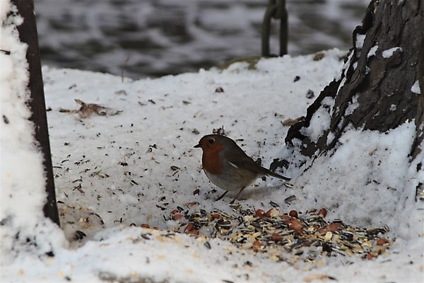 포토 JPG 해외이미지 나무 동물 계절 야생동물 음식 백그라운드 겨울 자연 조류 바닥 앉기 사람없음 야외 빨간색 갈색 회색 땅바닥 수유 해외포토 식물 컬러 모션 생태계 파일형식 이미지허브