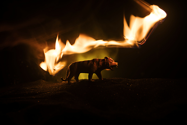 포토 JPG 해외이미지 동물 1 실루엣 아시아 야생동물 백그라운드 오렌지 포유류 아프리카 자연 불 추상 불꽃 동물원 미술 사람없음 장식 빛 장난감 숫자 머리 검은색 고양이 어둠 힘 줄무늬 미니어처 분노 호랑이 야간 위험 큼 심볼 사파리 육식동물 사냥꾼 연소 공격적 사바나 해외포토 자연요소 직업 문자 감정 나라 컬러 컨셉 무늬 과일 문화예술 촬영기법 신체부위 반려동물 모형 크기 생태계 파일형식 이미지허브