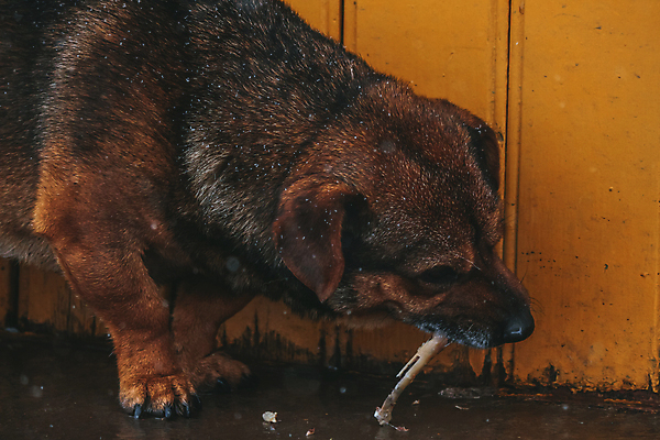 포토 JPG 해외이미지 동물 1 야생동물 포유류 수염 털 동물원 서기 사람없음 목재 옆모습 물 반려동물 갈색 고양이 개 먹기 꼬리 여우 육식동물 주둥이 늑대 송곳니 집게발 해외포토 자연요소 나무 뷰포인트 컬러 재료 모션 치아 파일형식 이미지허브