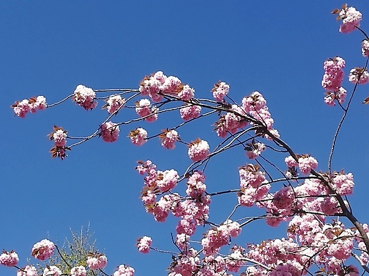 포토 JPG 해외이미지 나무 식물 계절 공원 꽃 분홍색 백그라운드 자연 하늘 사람없음 야외 파란색 뷰티 정원 봄 벚꽃 나뭇가지 닫기 내추럴 해외포토 공공시설 컬러 모션 생태계 파일형식 이미지허브