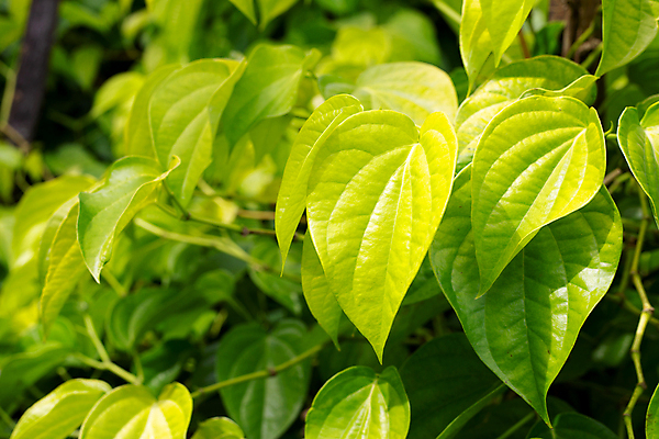 포토 JPG 해외이미지 주간 잎 담배 사람없음 야외 담뱃잎 해외포토 자연요소 식물 파일형식 이미지허브