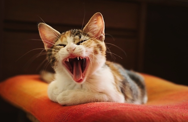 포토 JPG 해외이미지 동물 얼굴 검은배경 따뜻함 건강 피곤 사람없음 내부 반려동물 귀여움 고양이 표현 입 가시 닫기 치아 작음 모피 혀 하품 얼룩무늬 잡종 동반자 해외포토 백그라운드 컨셉 무늬 포유류 모션 신체부위 검은색 소화기관 크기 생리현상 파일형식 이미지허브