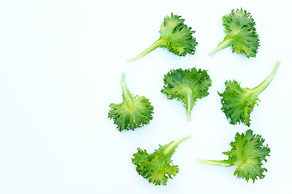 포토 JPG 해외이미지 백그라운드 사람없음 신선 양상추 흰배경 유기농 해외포토 웰빙 채소 흰색 파일형식 이미지허브