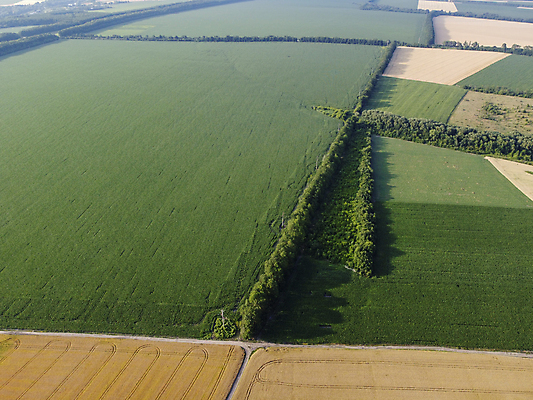 포토 JPG 해외이미지 모양 식물 백그라운드 밭 농업 자연 안테나 파노라마 사람없음 야외 초록색 농작물 농장 농경지 노란색 수확 성장 시골 황금 땅 장면 내추럴 드론 조감도 수평선 세련 해외포토 산업 컬러 통신 촬영기법 생태계 파일형식 이미지허브