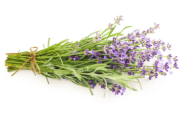 포토 JPG 해외이미지 꽃 꽃다발 실내 사람없음 다발 라벤더 해외포토 식물 내부 허브 파일형식 이미지허브