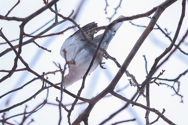 포토 JPG 해외이미지 나무 식물 동물 야생동물 겨울 날개 자연 조류 하늘 휴식 앉기 사람없음 야외 목재 햇빛 나뭇가지 작음 깃털 비둘기 꼬리 부리 독수리 해외포토 계절 컨셉 재료 모션 태양 크기 생태계 파일형식 이미지허브