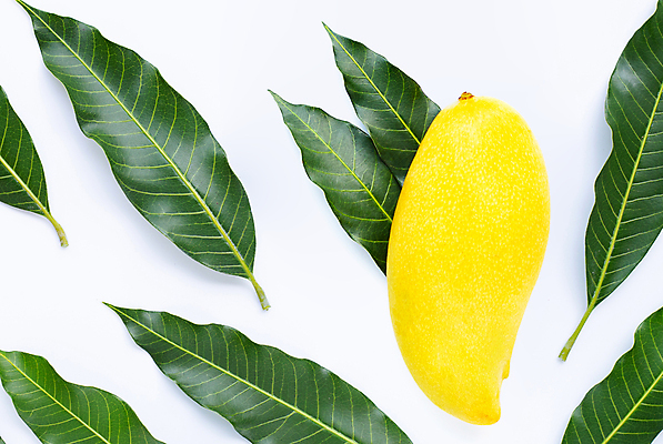 포토 JPG 해외이미지 잎 실내 사람없음 한개 열대과일 흰배경 망고 해외포토 식물 1 백그라운드 과일 내부 흰색 파일형식 이미지허브