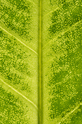 포토 JPG 해외이미지 식물 잎 패턴 자연 표면 추상 사람없음 초록색 환경 묘사 유기농 질감 생물학 정맥 내추럴 생태학 해외포토 웰빙 교육 컬러 무늬 생태계 혈관 파일형식 이미지허브