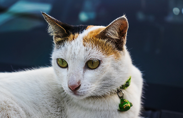 포토 JPG 해외이미지 학생 응시 새끼 장난 포유류 손가락 성공 사람없음 가로 반려동물 귀여움 고양이 고요 잠 최고 호랑이 유머 강아지 잡지 모피 경계 코 청록색 육식동물 비전 찢어짐 노려봄 송곳니 스트라이크 지능 팝 생존 해외포토 동물 손 시선 감정 컬러 컨셉 모션 표정 신체부위 간행물 개 치아 파일형식 이미지허브