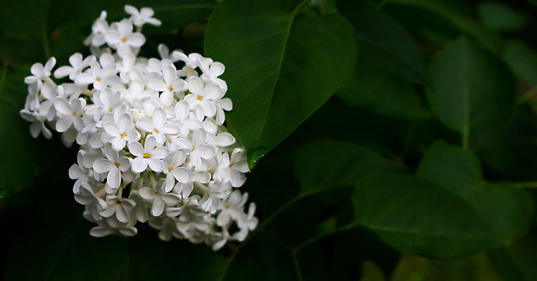 포토 JPG 해외이미지 식물 라이프스타일 계절 공원 꽃잎 꽃 행복 꽃다발 백그라운드 꽃무늬 자연 휴가 사랑 사람없음 야외 초록색 컬러풀 뷰티 정원 화목 봄 벚꽃 흰색 나뭇가지 축하 인사 신선 개화 4월 5월 다발 원예 엽서 긍정 내추럴 어머니의날 해외포토 나무 공공시설 기념일 감정 컬러 컨셉 무늬 취미 생활 예절 날짜 편지 생태계 미국문화 파일형식 이미지허브