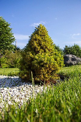 포토 JPG 해외이미지 나무 식물 디자인 계절 공원 백그라운드 잎 자연 휴가 영국 잉글랜드 새로움 풍경 잔디 사람없음 야외 목재 장식 초록색 여름 파란색 뷰티 정원 봄 성장 흰색 나뭇가지 시골 신선 소나무 원예 질감 상록수 침엽수 전나무 내추럴 가문비나무 콘월 해외포토 공공시설 유럽 컬러 컨셉 재료 취미 생태계 파일형식 이미지허브