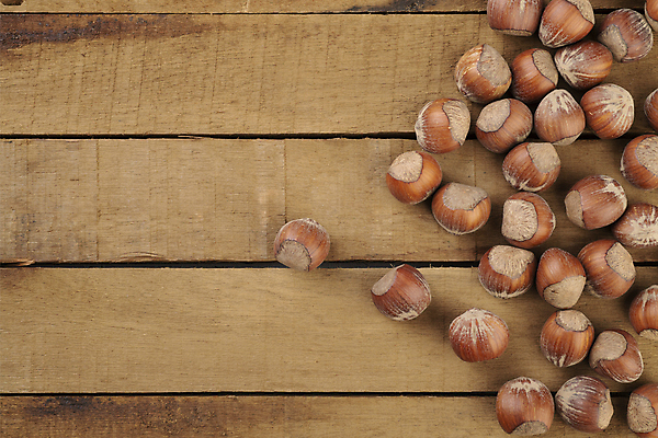 포토 JPG 해외이미지 재료 실내 사람없음 개암나무 헤이즐넛 개암 해외포토 나무 열매 내부 견과류 파일형식 이미지허브