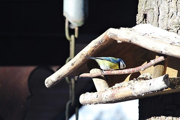 포토 JPG 해외이미지 나무 동물 계절 야생동물 백그라운드 겨울 조류 지붕 사람없음 야외 목재 파란색 갈색 노란색 검은색 회색 정상 자작나무 해외포토 식물 컬러 재료 파일형식 이미지허브