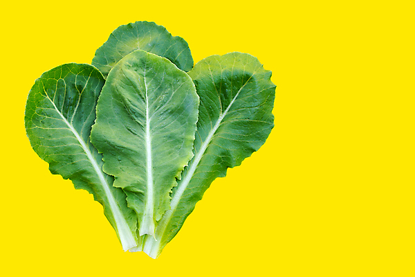 포토 JPG 해외이미지 백그라운드 사람없음 신선 상추 유기농 노란배경 해외포토 웰빙 채소 노란색 파일형식 이미지허브