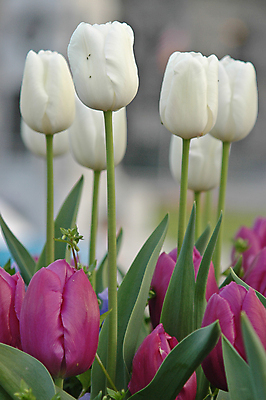 포토 JPG 해외이미지 식물 계절 꽃잎 꽃 줄기 잎 꽃무늬 자연 부활절 발렌타인데이 선물 사랑 사람없음 장식 초록색 컬러풀 뷰티 정원 보라색 봄 튤립 벚꽃 흰색 축하 인사 신선 개화 우아함 4월 다발 꽃집 내추럴 해외포토 기념일 감정 컬러 컨셉 무늬 데이이벤트 상점 예절 날짜 생태계 파일형식 이미지허브