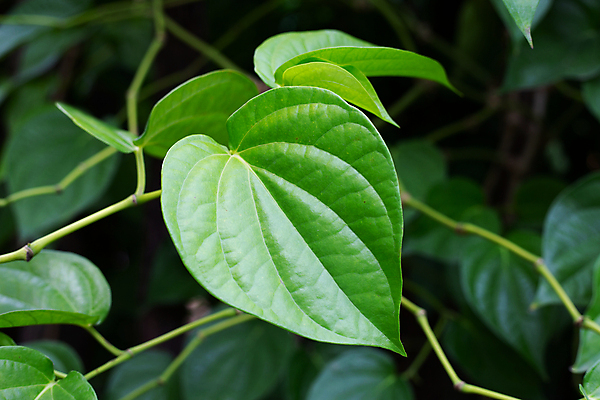 포토 JPG 해외이미지 주간 줄기 잎 담배 근접촬영 사람없음 야외 담뱃잎 해외포토 자연요소 식물 뷰포인트 파일형식 이미지허브
