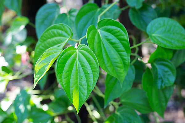 포토 JPG 해외이미지 주간 줄기 잎 담배 사람없음 야외 아웃포커스 담뱃잎 해외포토 자연요소 식물 촬영기법 파일형식 이미지허브