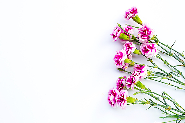 포토 JPG 해외이미지 꽃 사람없음 카네이션 해외포토 식물 파일형식 이미지허브